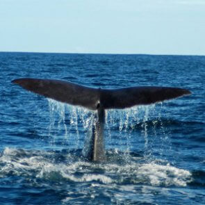 Kaikoura Whale Watching tour Christchurch product image