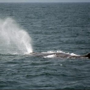 Kaikoura Whale Watching Tour Including Lunch product image